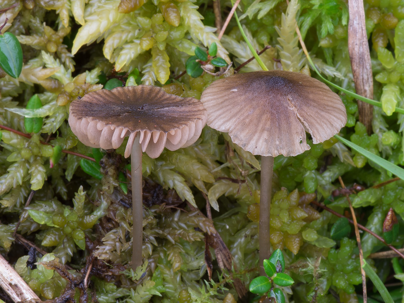 Entoloma cocles